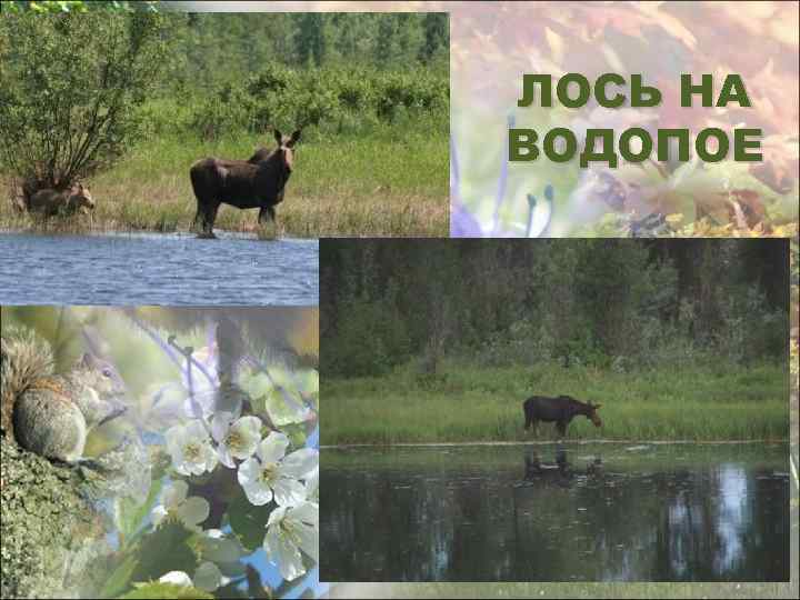 ЛОСЬ НА ВОДОПОЕ 