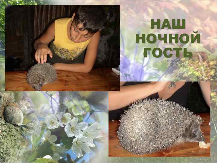 НАШ НОЧНОЙ ГОСТЬ 