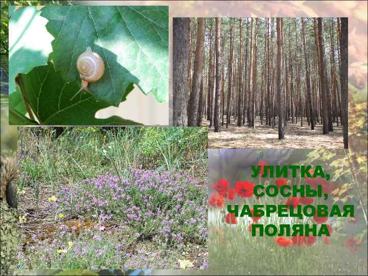 УЛИТКА, СОСНЫ, ЧАБРЕЦОВАЯ ПОЛЯНА 