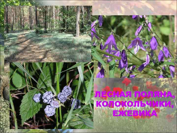 ЛЕСНАЯ ПОЛЯНА, КОЛОКОЛЬЧИКИ, ЕЖЕВИКА 