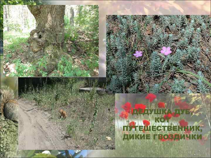 ДЕДУШКА ДУБ, КОТ ПУТЕШЕСТВЕННИК, ДИКИЕ ГВОЗДИЧКИ 