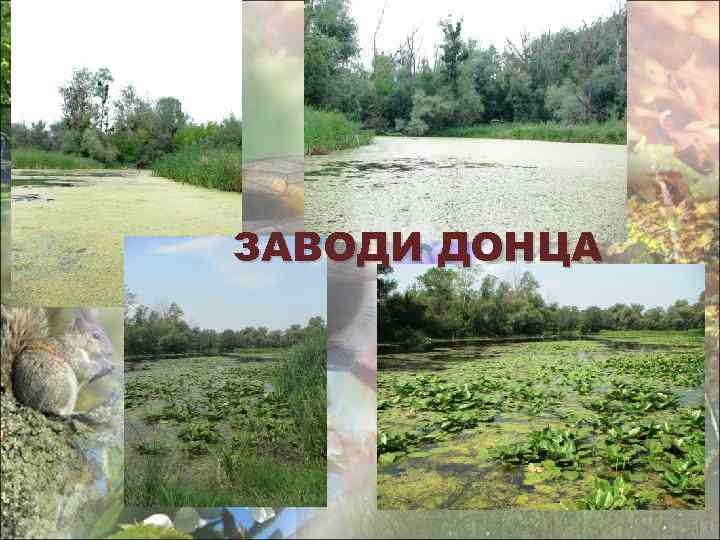 ЗАВОДИ ДОНЦА 