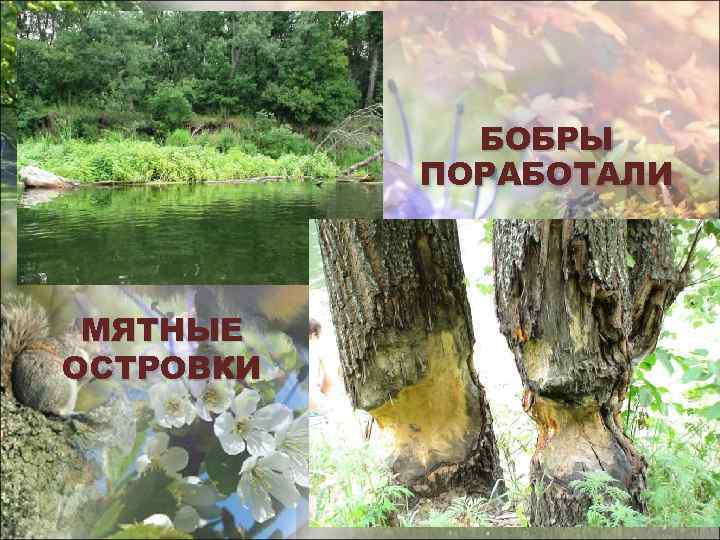 БОБРЫ ПОРАБОТАЛИ МЯТНЫЕ ОСТРОВКИ 