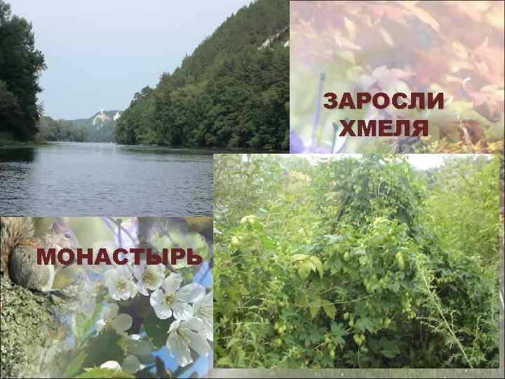 ЗАРОСЛИ ХМЕЛЯ МОНАСТЫРЬ 