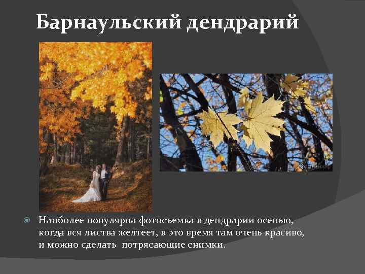 Барнаульский дендрарий Наиболее популярна фотосъемка в дендрарии осенью, когда вся листва желтеет, в это