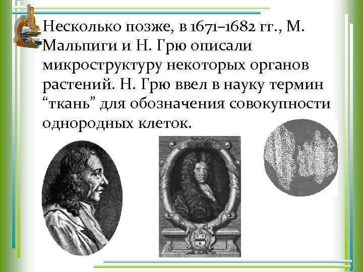 Несколько позже, в 1671– 1682 гг. , М. Мальпиги и Н. Грю описали микроструктуру