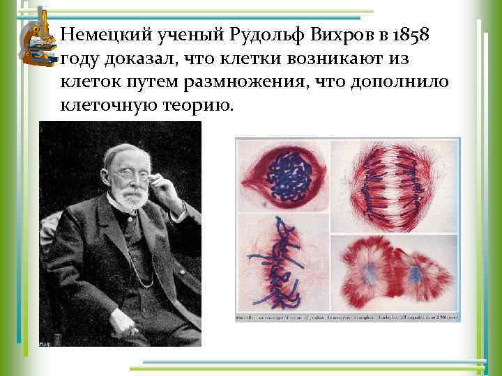 Немецкий ученый Рудольф Вихров в 1858 году доказал, что клетки возникают из клеток путем