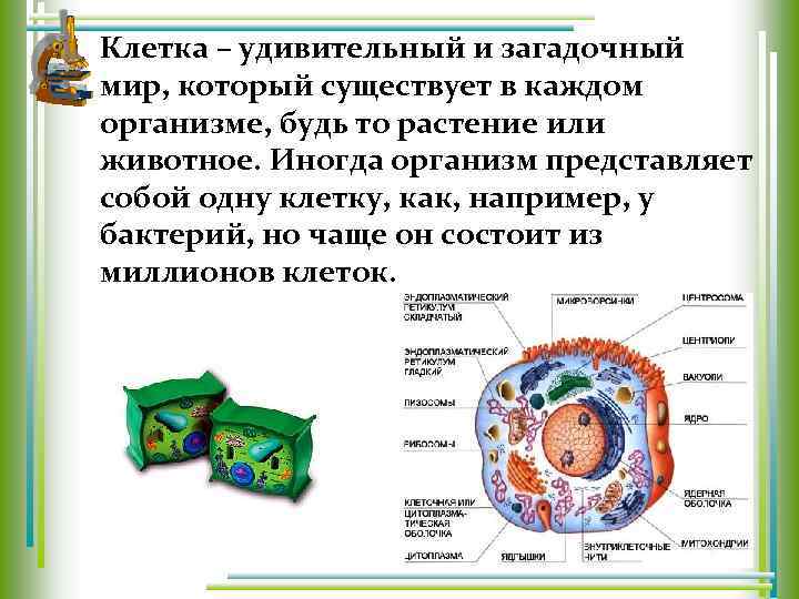 Клетка – удивительный и загадочный мир, который существует в каждом организме, будь то растение