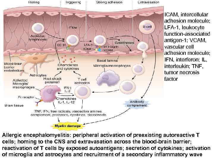 ICAM, intercellular adhesion molecule; LFA-1, leukocyte function-associated antigen-1; VCAM, vascular cell adhesion molecule; IFN,