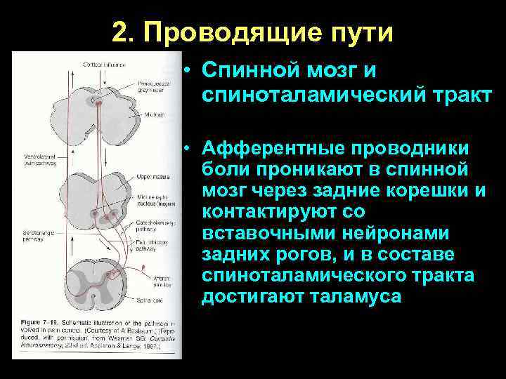 2. Проводящие пути • Спинной мозг и спиноталамический тракт • Афферентные проводники боли проникают