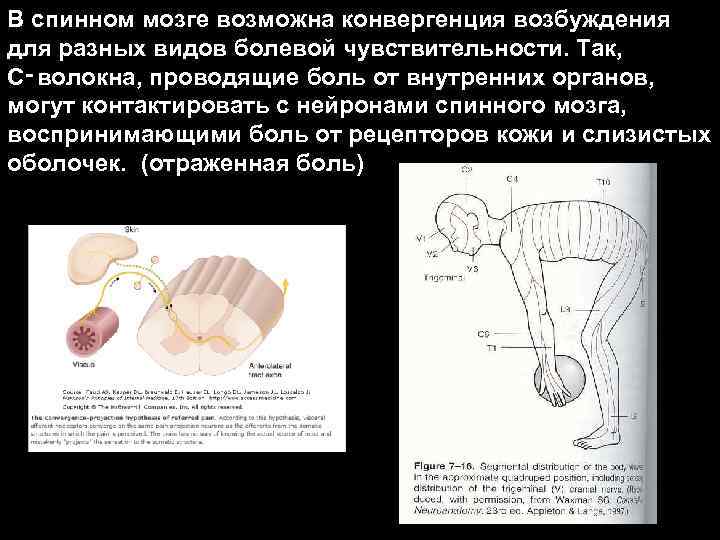 В спинном мозге возможна конвергенция возбуждения для разных видов болевой чувствительности. Так, C‑волокна, проводящие