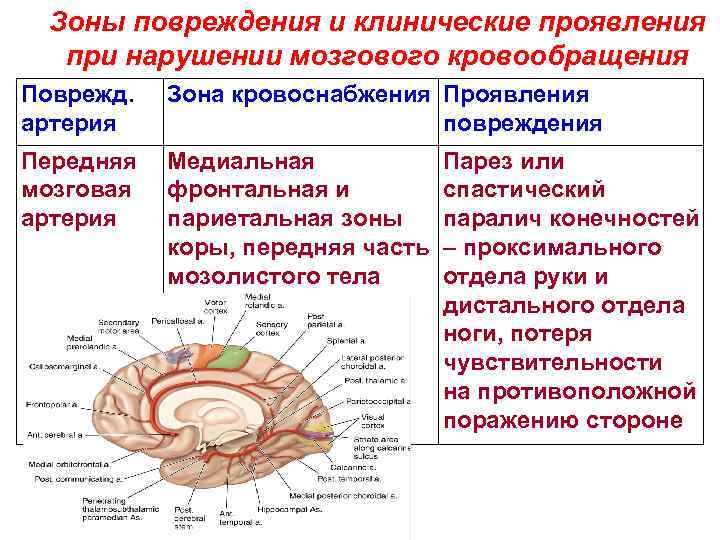 Зоны повреждения и клинические проявления при нарушении мозгового кровообращения Поврежд. артерия Зона кровоснабжения Проявления