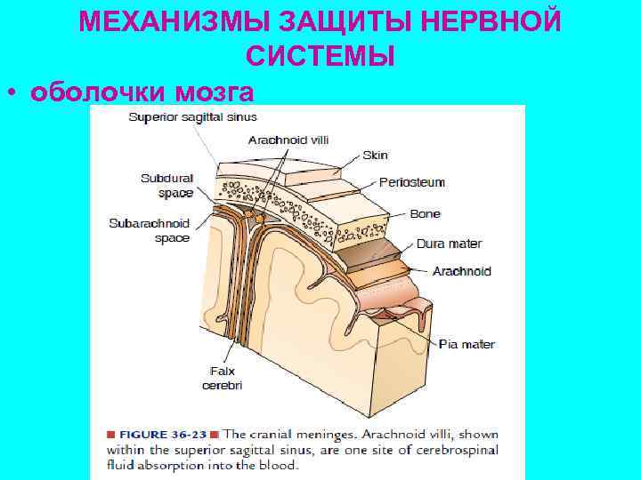 МЕХАНИЗМЫ ЗАЩИТЫ НЕРВНОЙ СИСТЕМЫ • оболочки мозга 