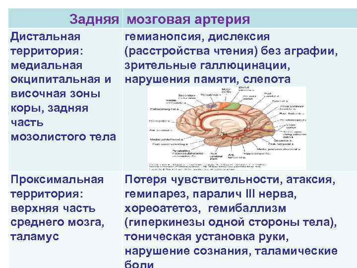 Задняя мозговая артерия Дистальная территория: медиальная окципитальная и височная зоны коры, задняя часть мозолистого