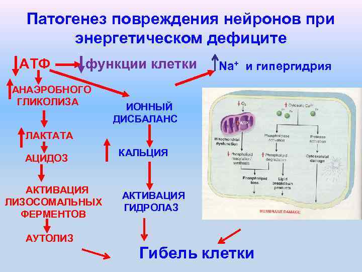 Патогенез повреждения нейронов при энергетическом дефиците АТФ функции клетки Na+ и гипергидрия АНАЭРОБНОГО ГЛИКОЛИЗА