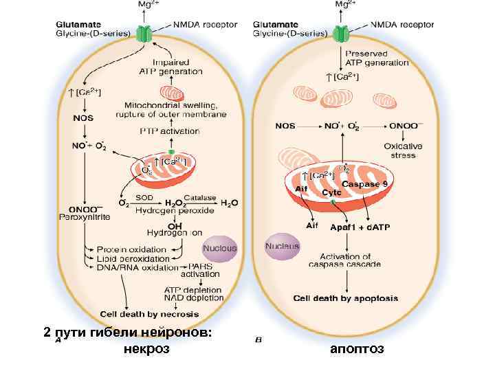 2 пути гибели нейронов: некроз апоптоз 
