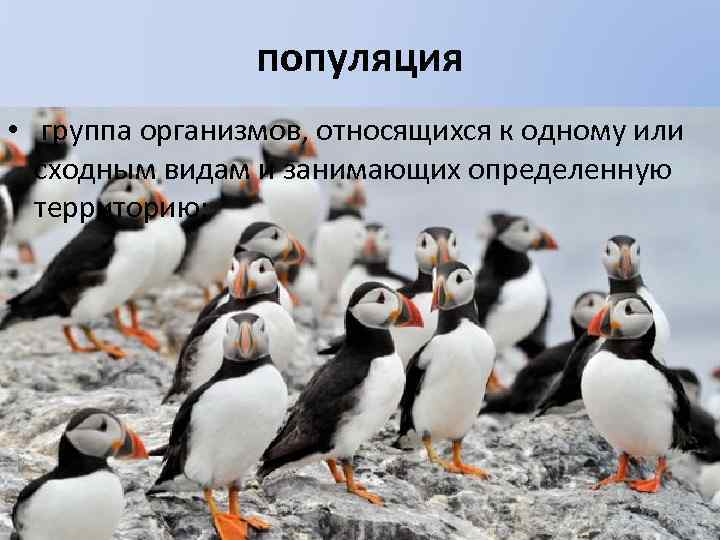 популяция • группа организмов, относящихся к одному или сходным видам и занимающих определенную территорию;