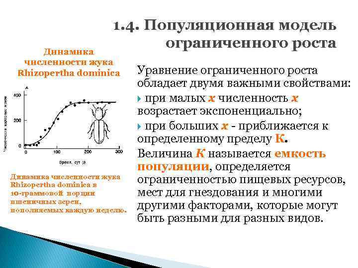 1. 4. Популяционная модель ограниченного роста Динамика численности жука Rhizopertha dominica в 10 -граммовой