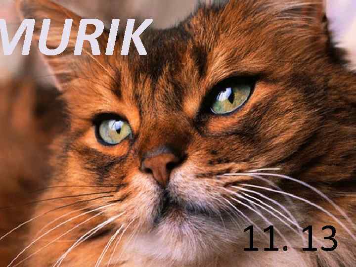 MURIK 11. 13 