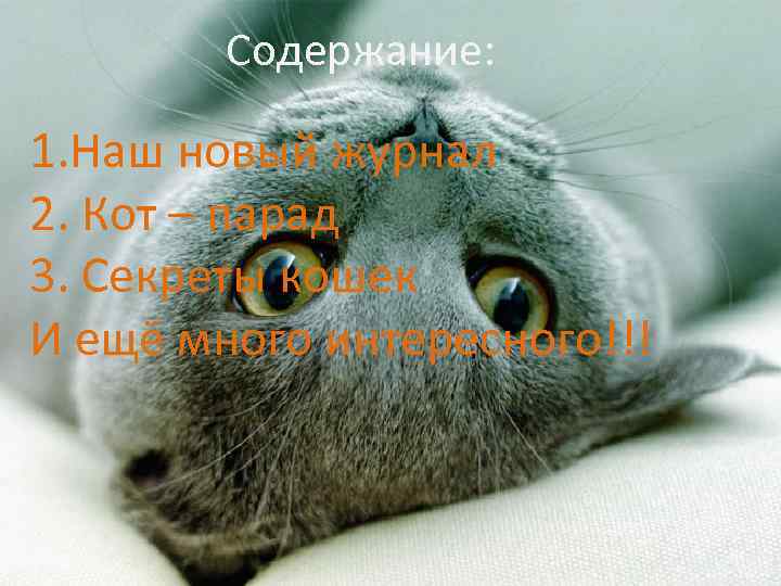 Содержание: 1. Наш новый журнал 2. Кот – парад 3. Секреты кошек И ещё