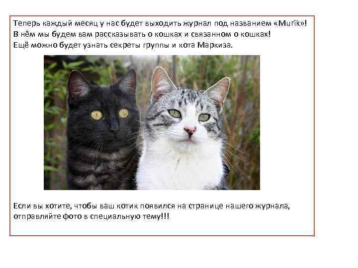 Теперь каждый месяц у нас будет выходить журнал под названием «Murik» ! В нём