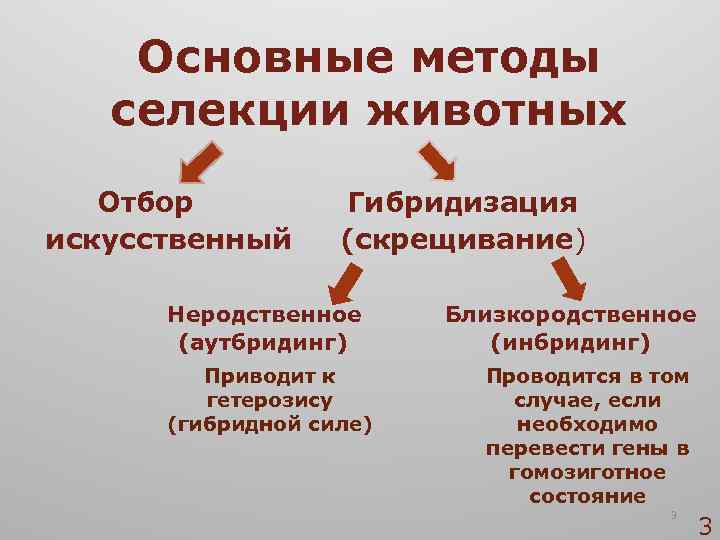 Основные методы селекции животных Отбор искусственный Гибридизация (скрещивание) Неродственное (аутбридинг) Приводит к гетерозису (гибридной