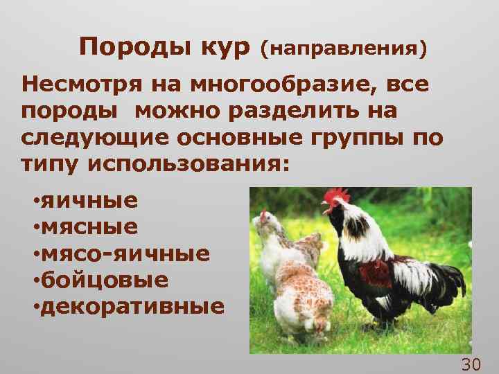 Породы кур (направления) Несмотря на многообразие, все породы можно разделить на следующие основные группы