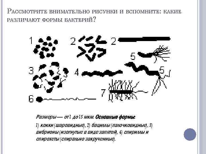 РАССМОТРИТЕ ВНИМАТЕЛЬНО РИСУНКИ И ВСПОМНИТЕ: КАКИЕ РАЗЛИЧАЮТ ФОРМЫ БАКТЕРИЙ? Размеры — от 1 до