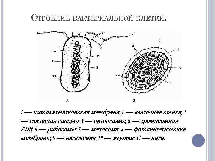 СТРОЕНИЕ БАКТЕРИАЛЬНОЙ КЛЕТКИ. 1 — цитоплазматическая мембрана; 2 — клеточная стенка; 3 — слизистая