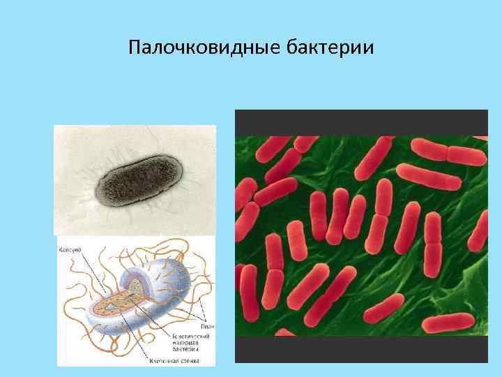 Палочковидные бактерии 