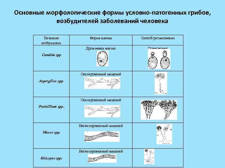 Основные морфологические формы условно-патогенных грибов, возбудителей заболеваний человека Название возбудителя Форма клетки Способ размножения