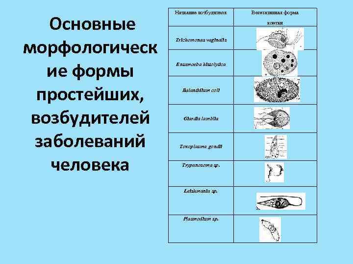  Основные морфологическ ие формы простейших, возбудителей заболеваний человека Название возбудителя Вегетативная форма клетки