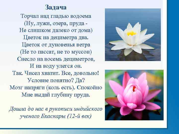 Задача Торчал над гладью водоема (Ну, лужи, озера, пруда Не слишком далеко от дома)