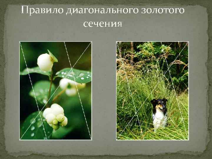 Диагональное золотое сечение в фотографии