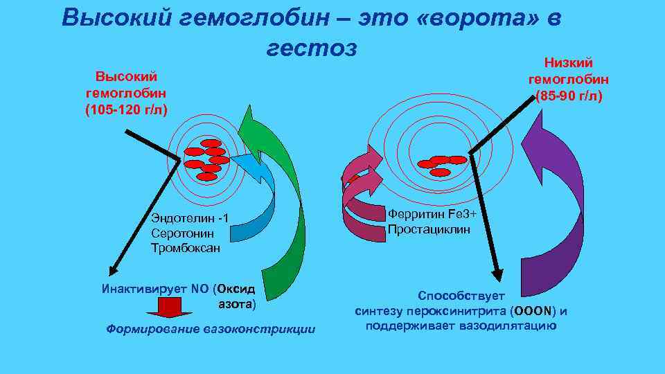 Высокий гемоглобин – это «ворота» в гестоз Низкий Высокий гемоглобин (105 -120 г/л) Эндотелин