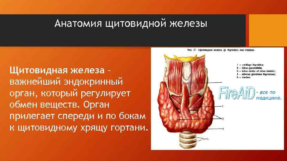 Анатомия щитовидной железы Щитовидная железа – важнейший эндокринный орган, который регулирует обмен веществ. Орган