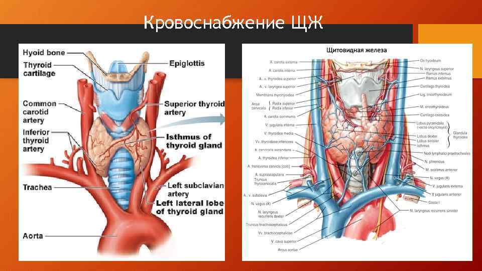 Артерии щитовидной железы. Артерии щитовидной железы схема. Иннервация щитовидной железы анатомия. Артерии щитовидной железы топографическая анатомия. Кровоснабжение щитовидной артерии.