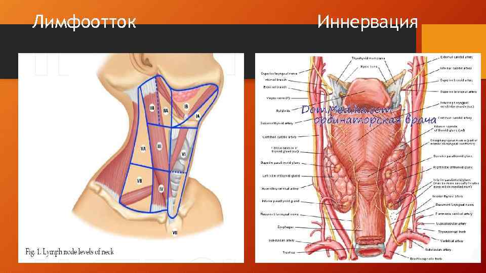 Лимфоотток Иннервация 
