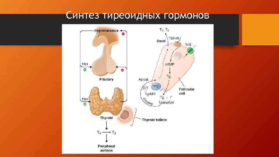 Схема тиреоидной оси