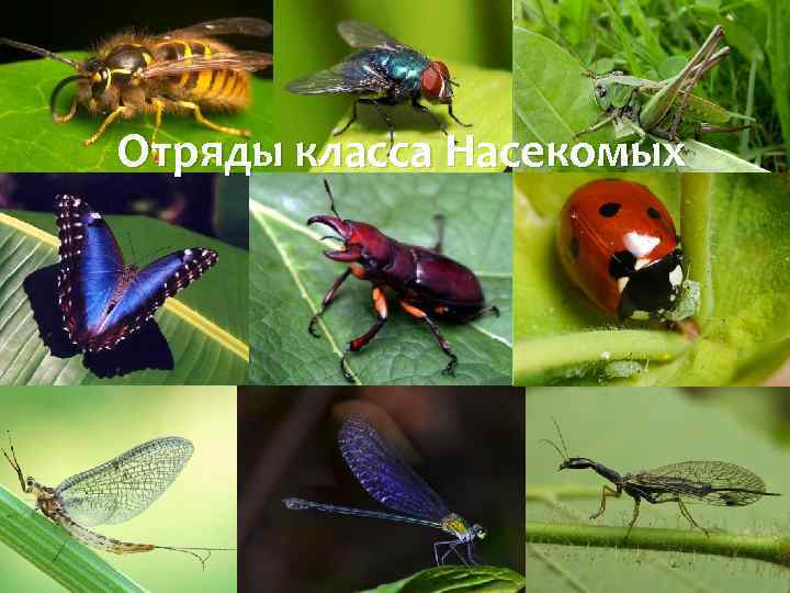 Отряды класса Насекомых 