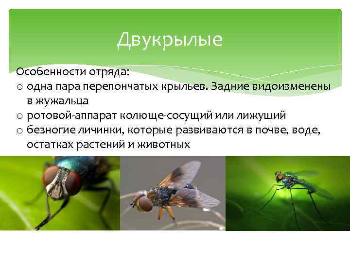 Двукрылые Особенности отряда: o одна пара перепончатых крыльев. Задние видоизменены в жужальца o ротовой-аппарат