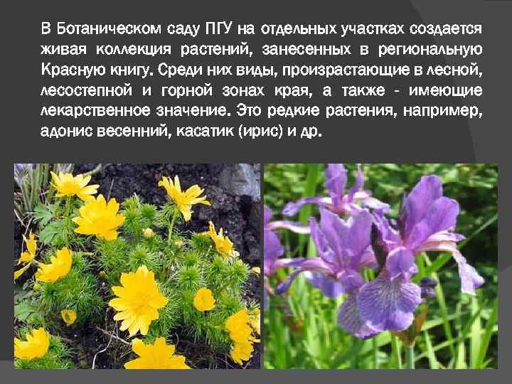 В Ботаническом саду ПГУ на отдельных участках создается живая коллекция растений, занесенных в региональную