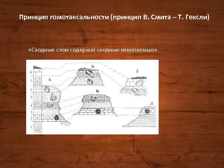 Принцип гомотаксальности (принцип В. Смита – Т. Гексли) «Сходные слои содержат сходные ископаемые» .