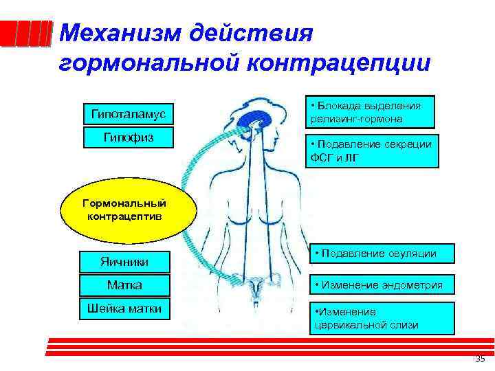 Механизм действия гормональной контрацепции Гипоталамус Гипофиз • Блокада выделения релизинг-гормона • Подавление секреции ФСГ