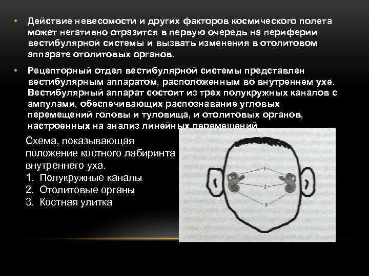 Факторы космического полета. Вестибулярный аппарат в невесомости. Деятельность вестибулярной системы в невесомости. Патогенное действие на организм невесомости. Влияние невесомости на организм человека.