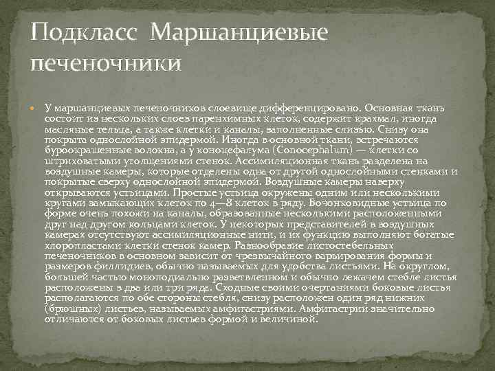 Подкласс Маршанциевые печеночники У маршанциевых печеночников слоевище дифференцировано. Основная ткань состоит из нескольких слоев