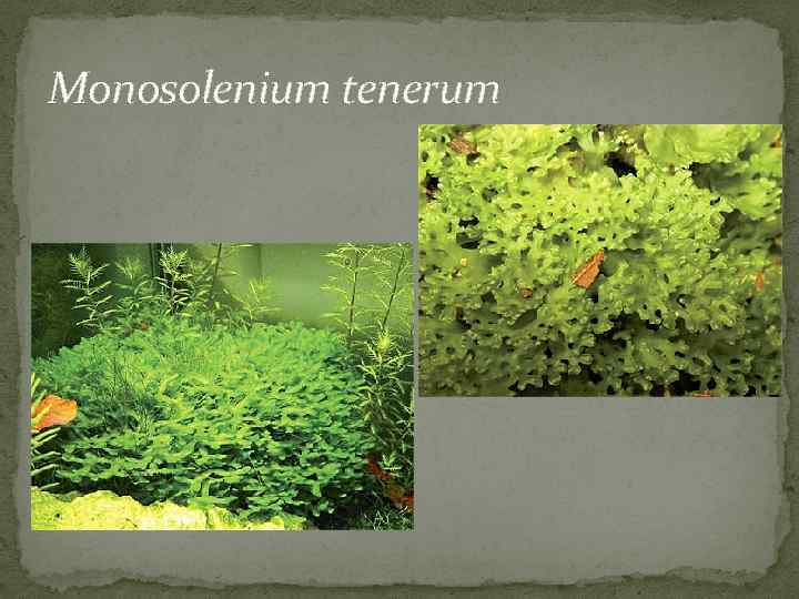 Monosolenium tenerum 
