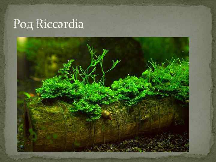 Род Riccardia 