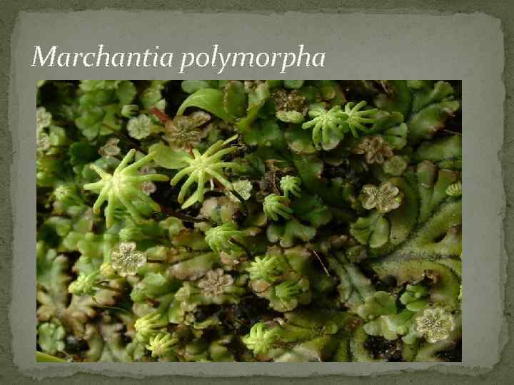 Marchantia polymorpha 