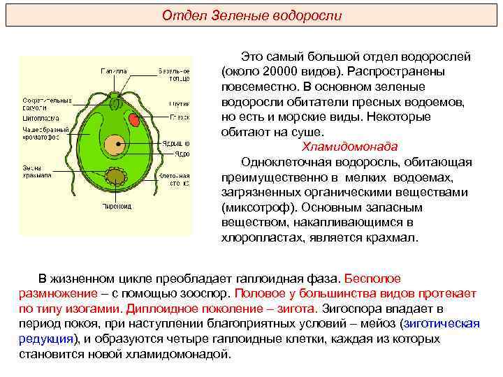 Отдел Зеленые водоросли Это самый большой отдел водорослей (около 20000 видов). Распространены повсеместно. В